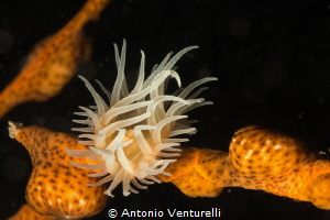 Rainbow Reef- Nha Trang by Antonio Venturelli 